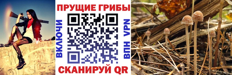 Псилоцибиновые грибы мухоморы  Купить закладки  Северо-Курильск 